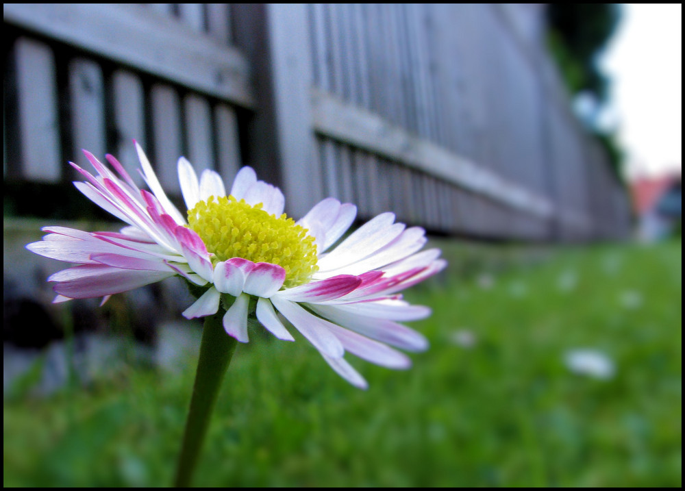 gänseblümchen