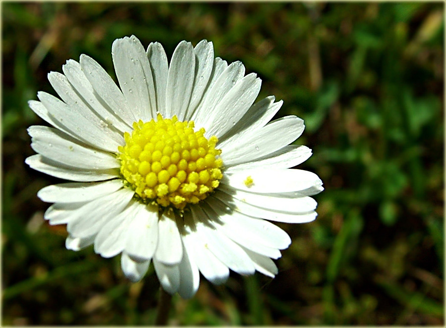 gänseblümchen