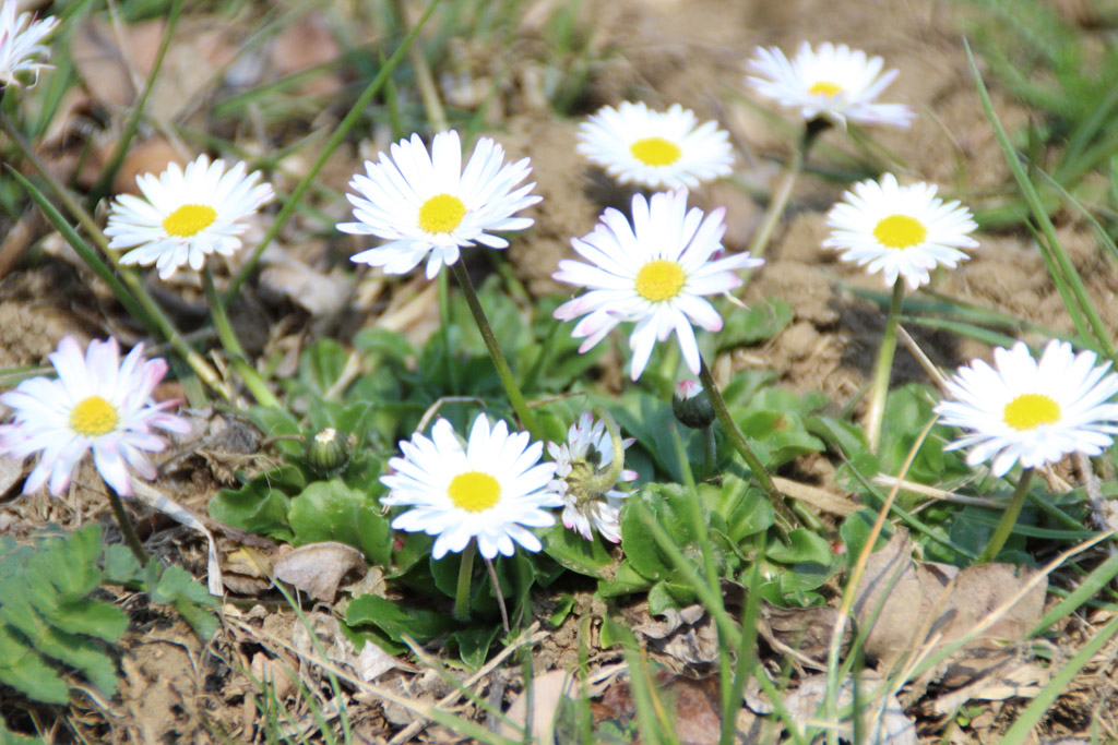 Gänseblümchen 