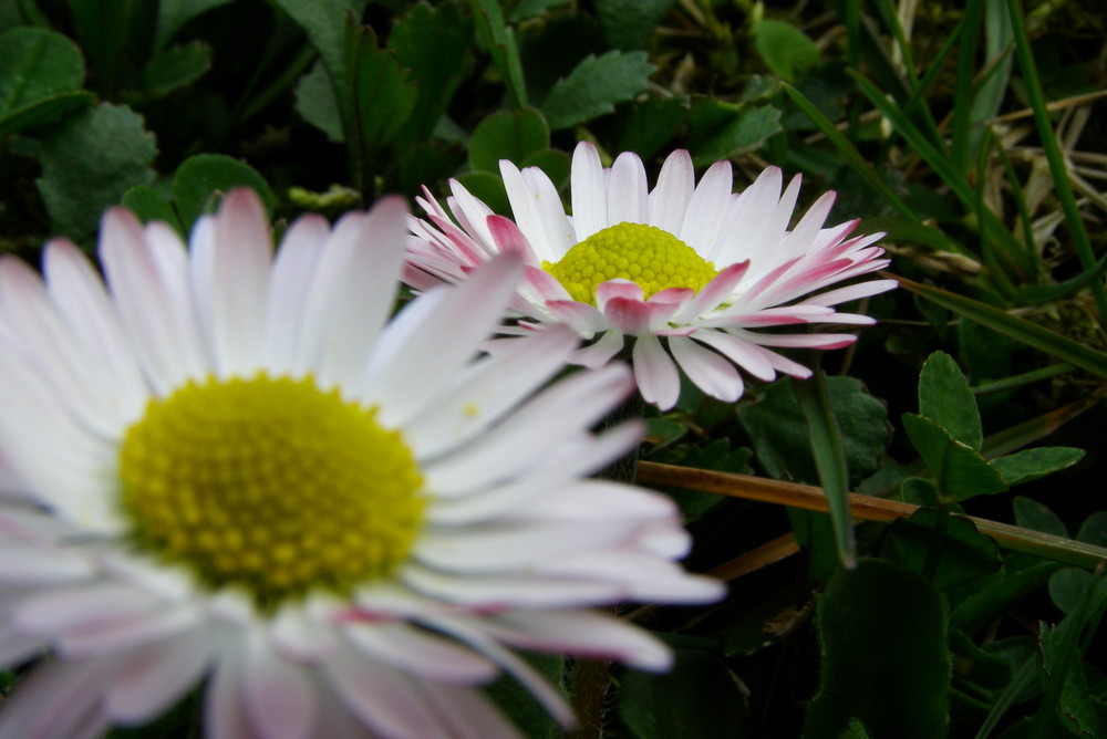 Gänseblümchen