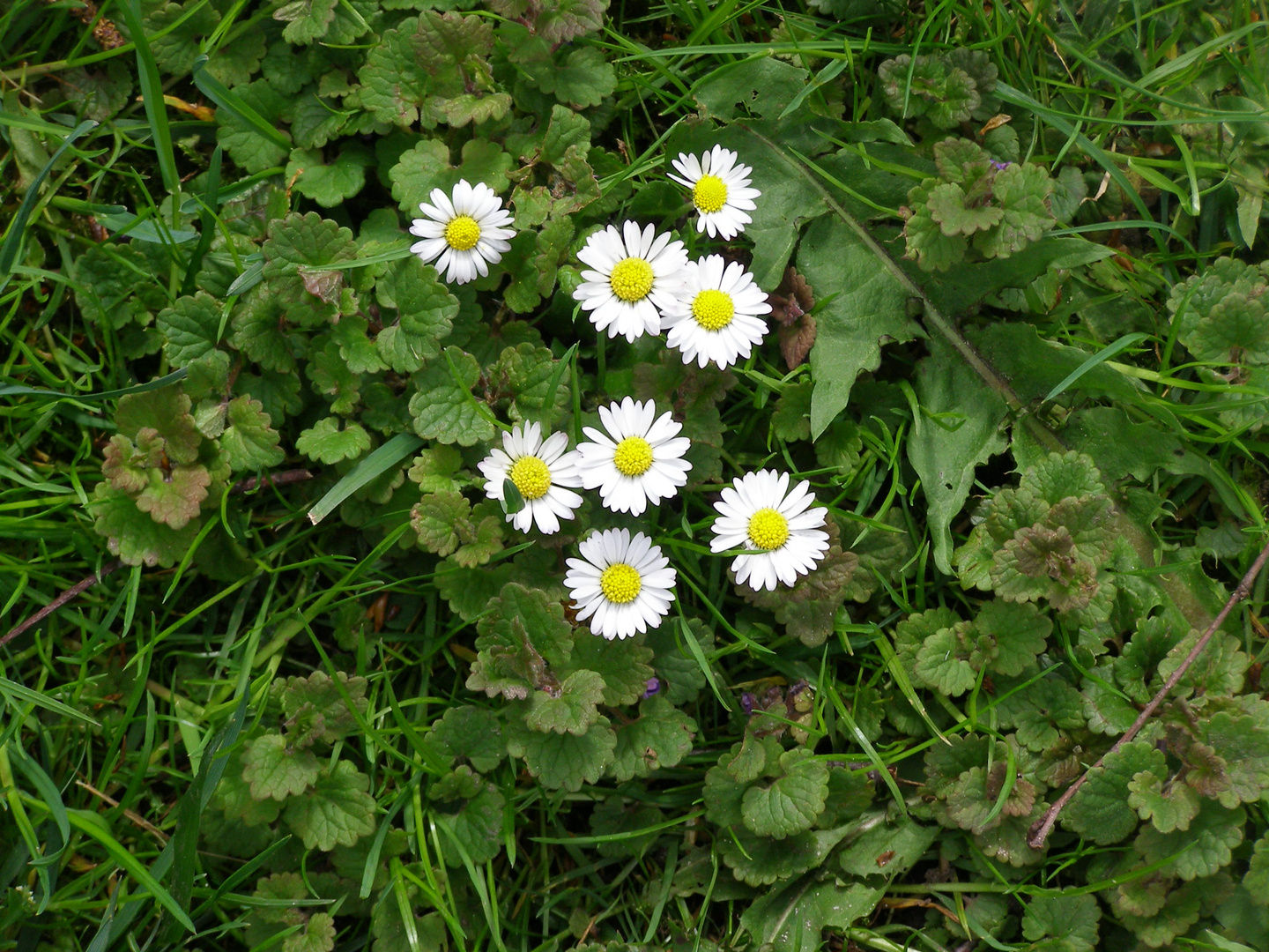 Gänseblümchen