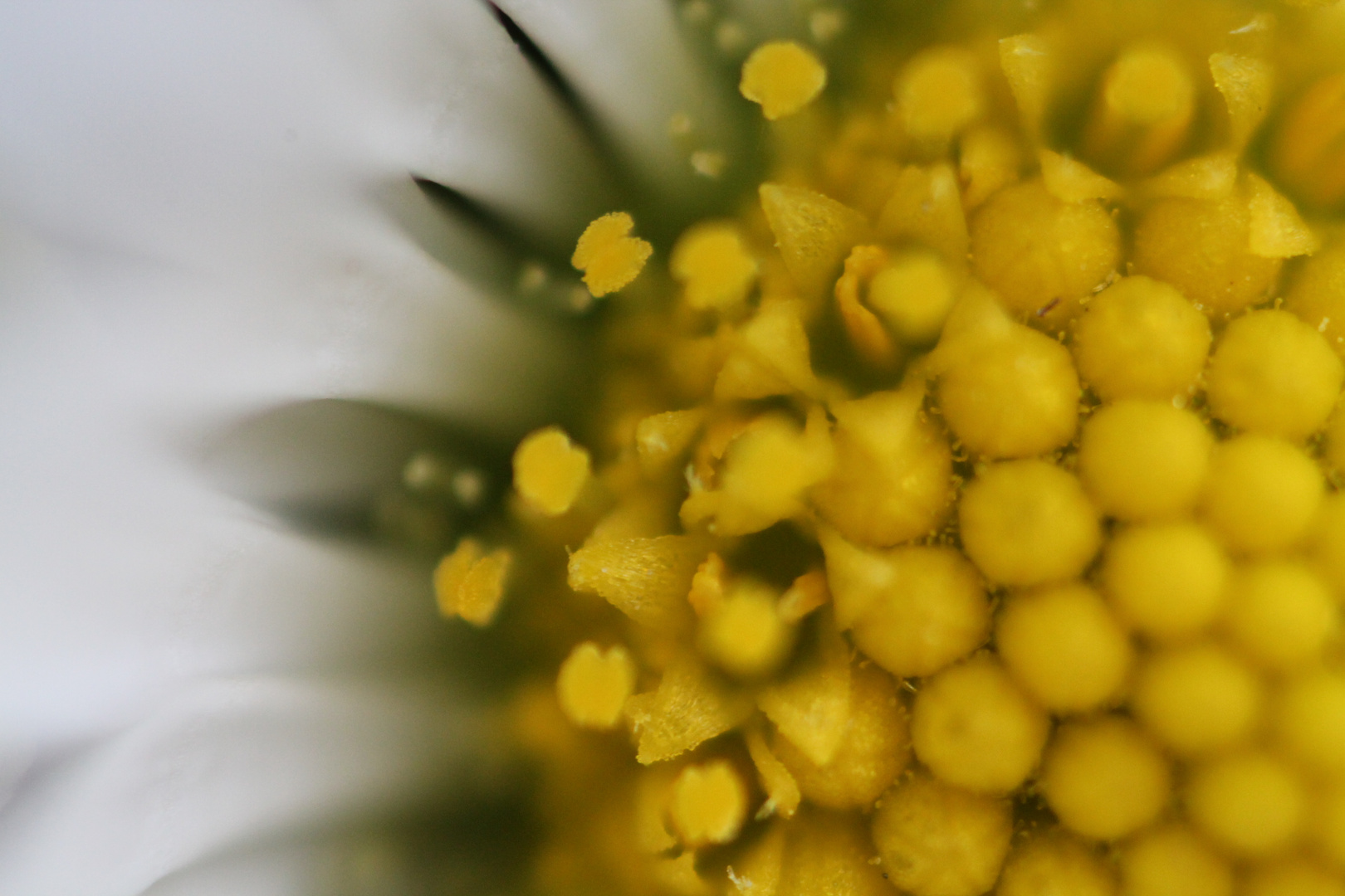 Gänseblümchen