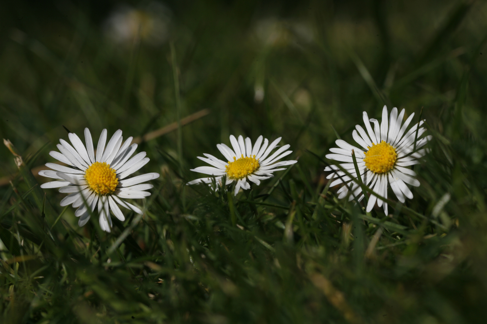 Gänseblümchen Familie