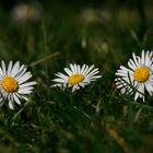 Gänseblümchen Familie