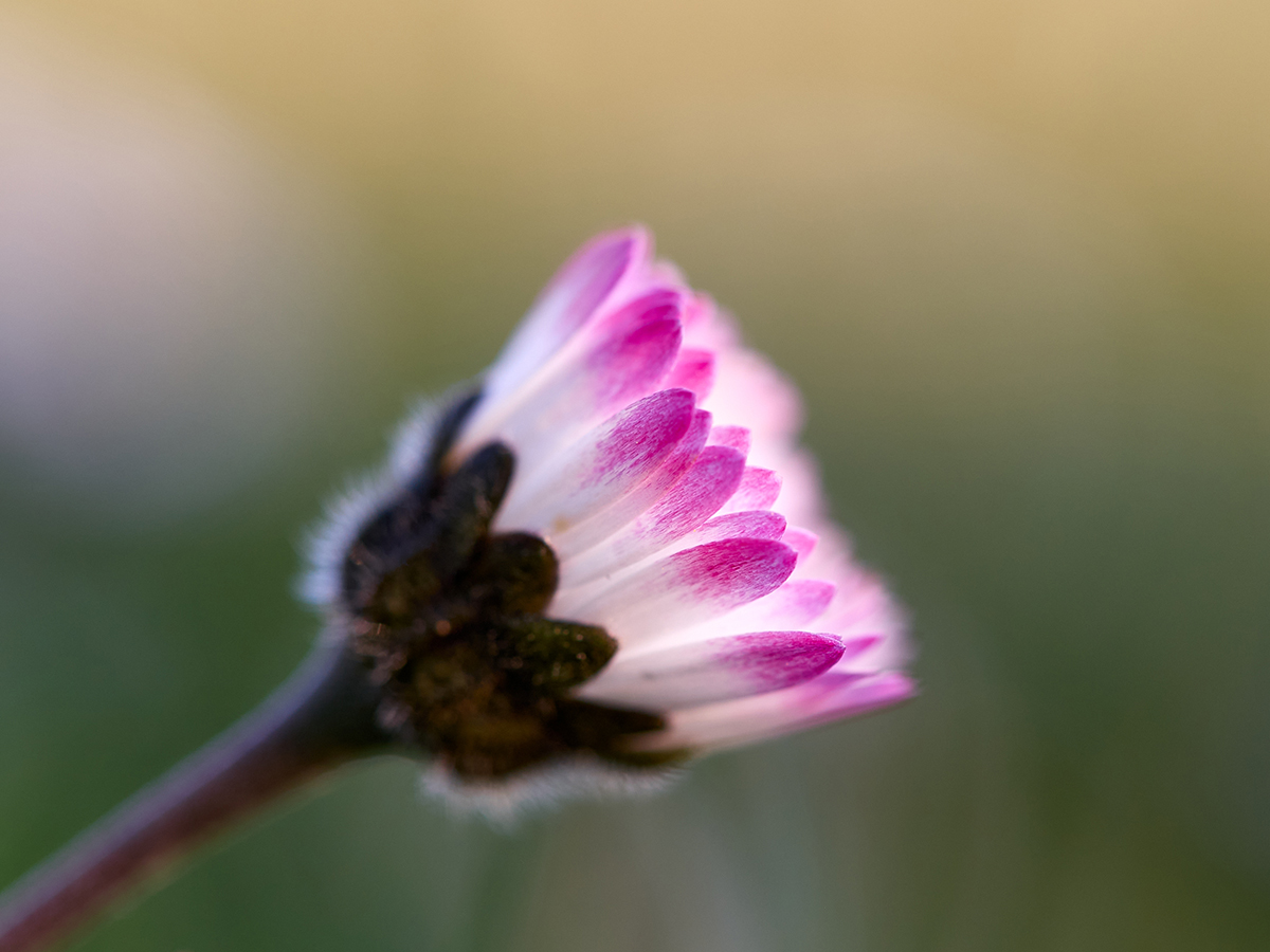 Gänseblümchen