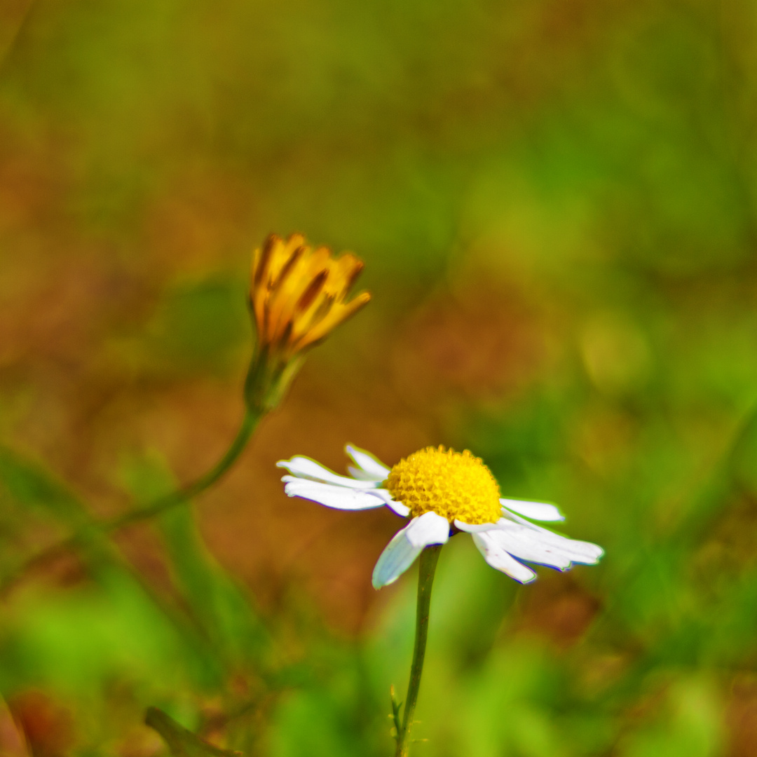 Gänseblümchen