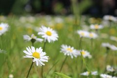 Gänseblümchen