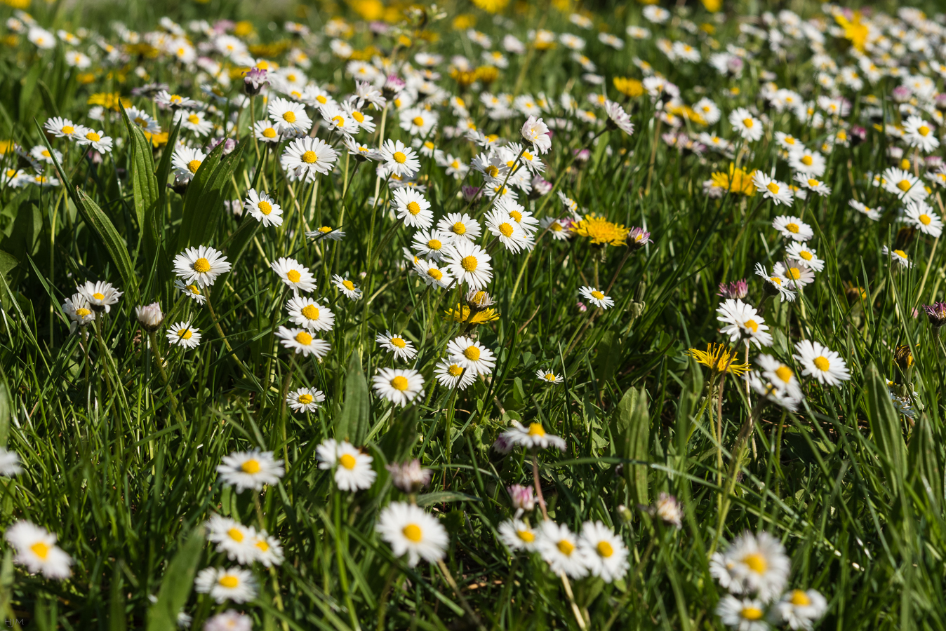 Gänseblümchen