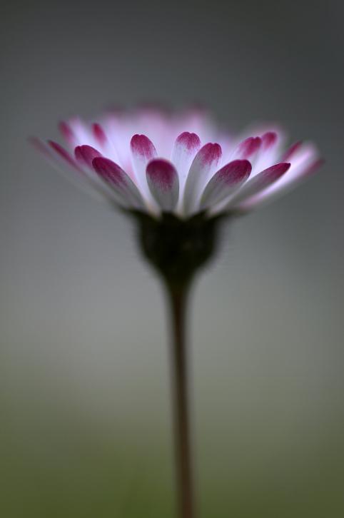 Gänseblümchen by Kathrin v.Stockhausen-Schmolke 