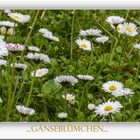 GÄNSEBLÜMCHEN