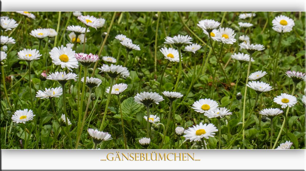 GÄNSEBLÜMCHEN