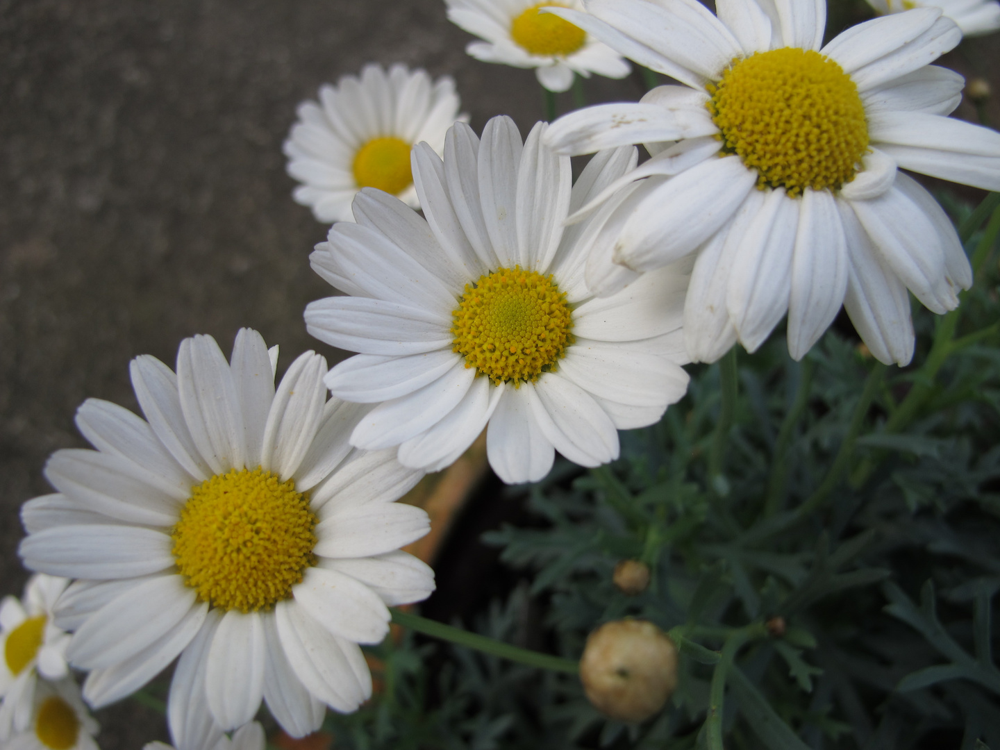 Gänseblümchen