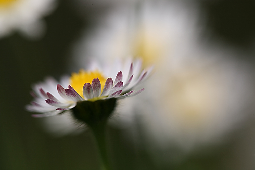 Gänseblümchen