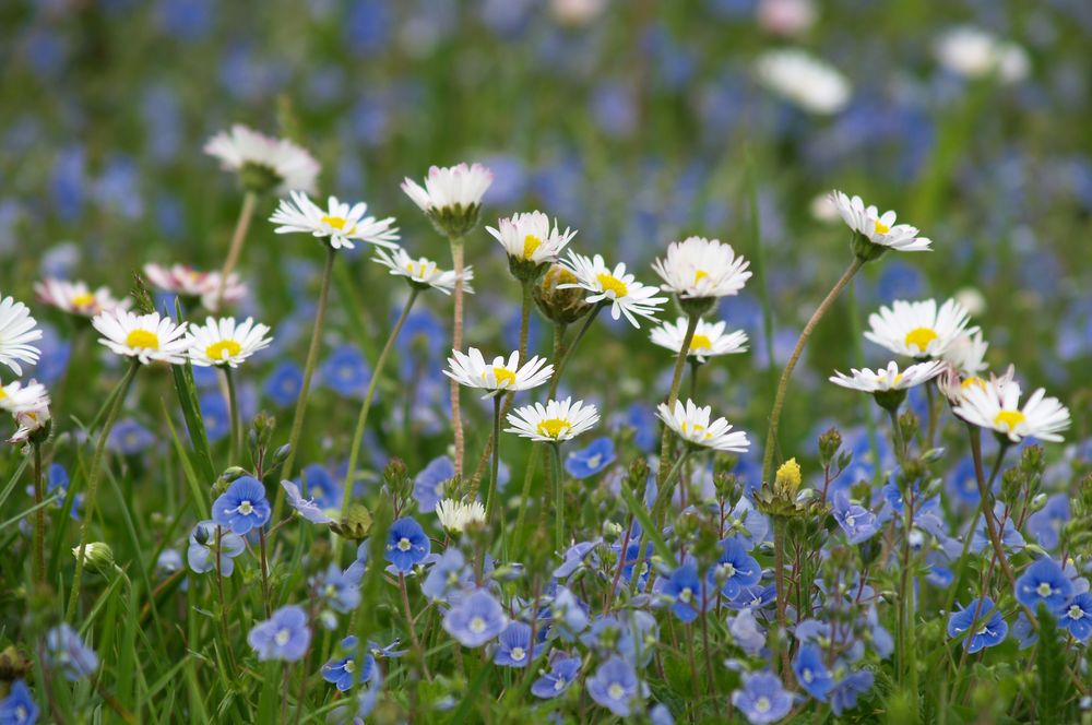 Gänseblümchen