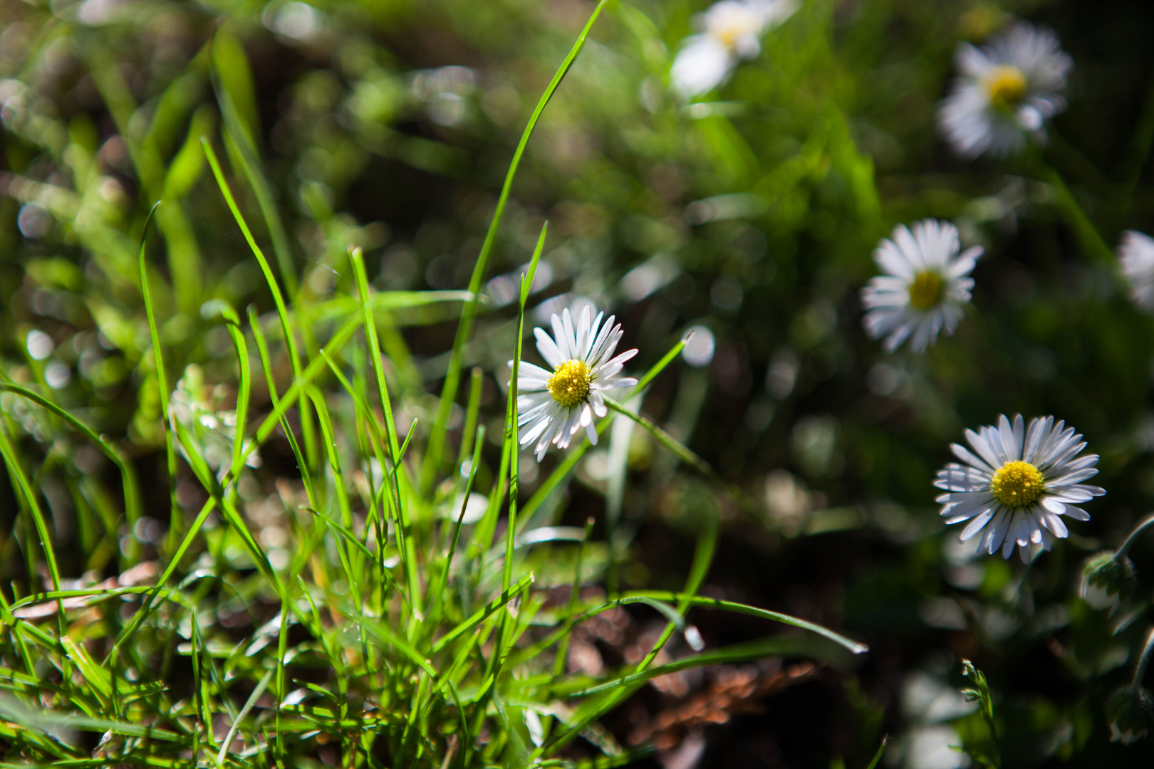 Gänseblümchen