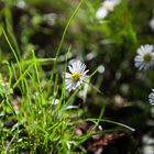 Gänseblümchen