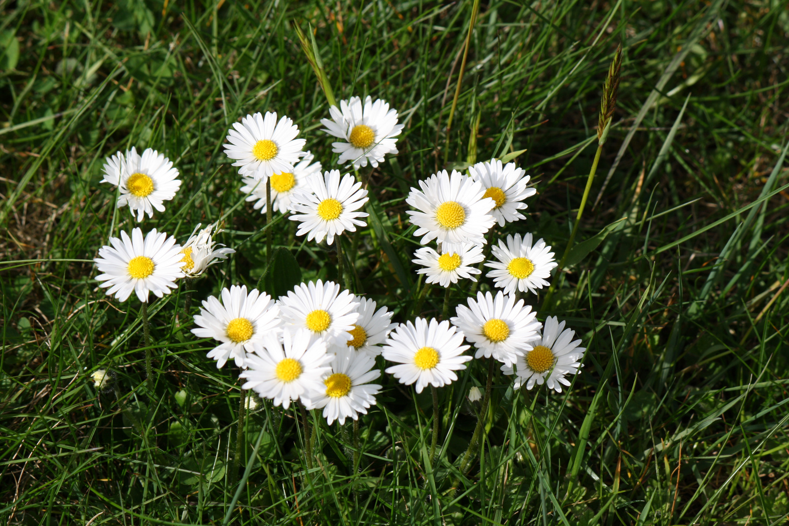 Gänseblümchen