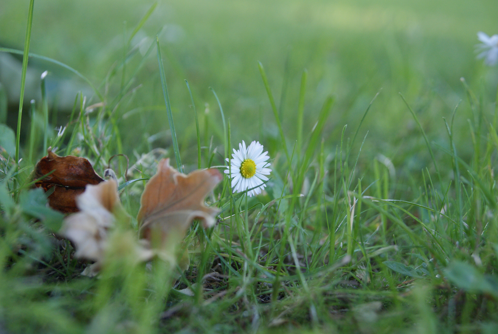 Gänseblümchen