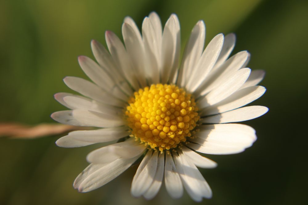 Gänseblümchen