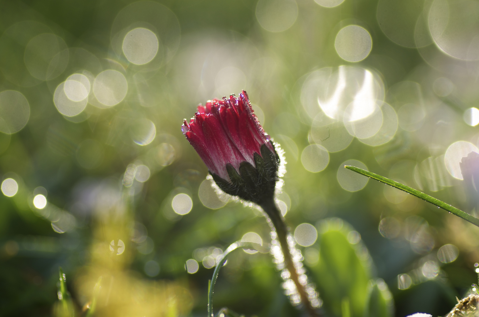 Gänseblümchen.