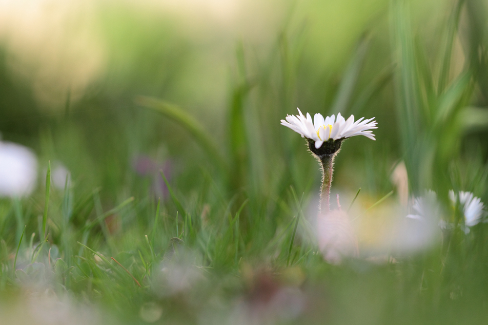 Gänseblümchen