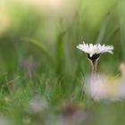 Gänseblümchen