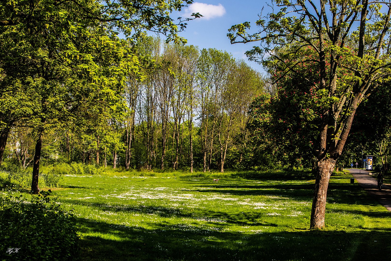 Gaenseblümchen-Feld ..