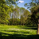 Gaenseblümchen-Feld ..