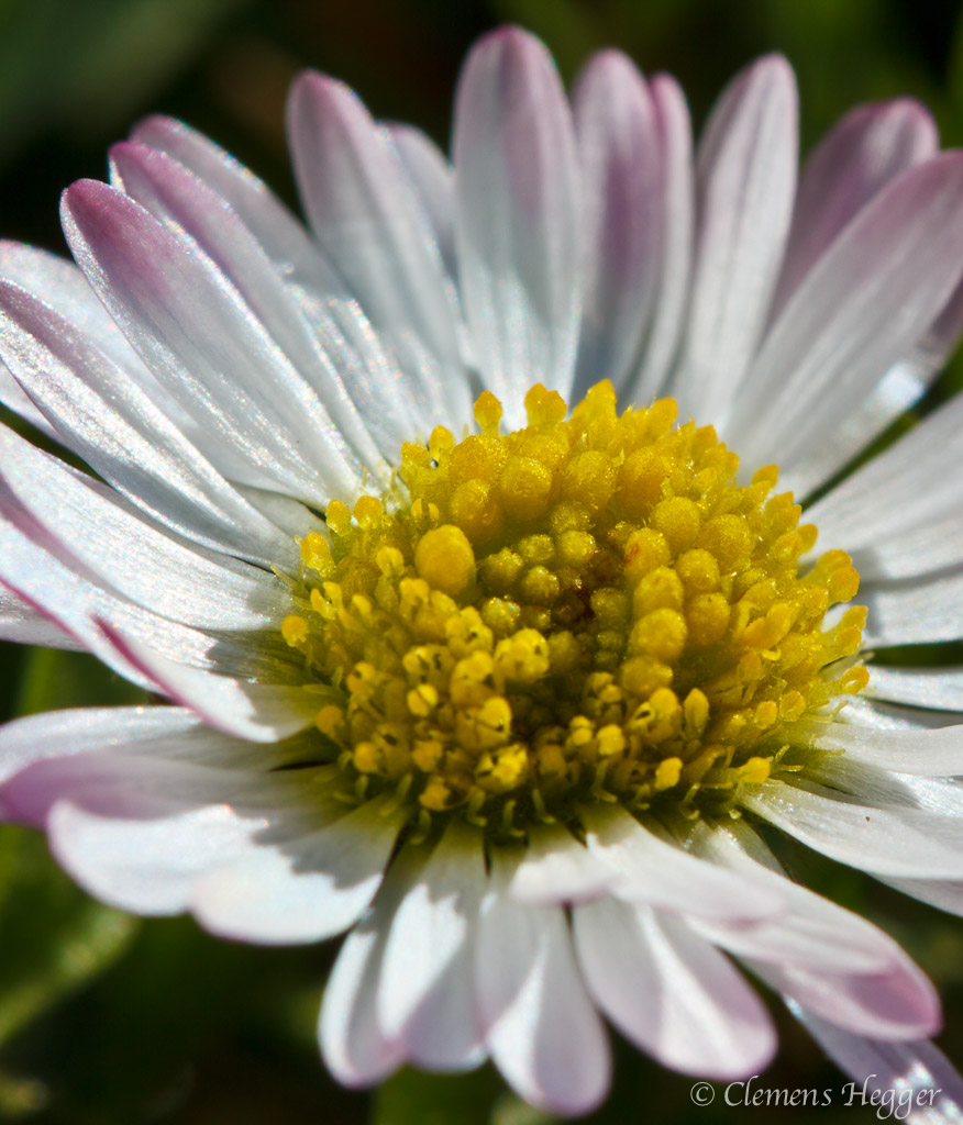 Gänseblümchen