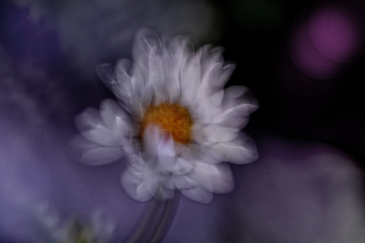 Gänseblümchen (Foto)