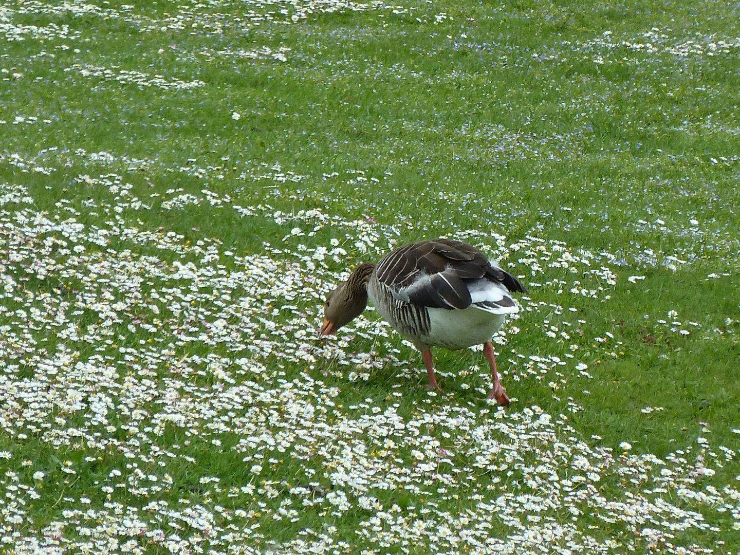 Gänseblümchen für alle....