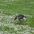 Gänseblümchen für alle....