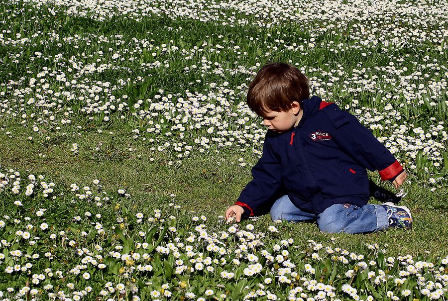 Gänseblümchen für Mama