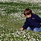 Gänseblümchen für Mama