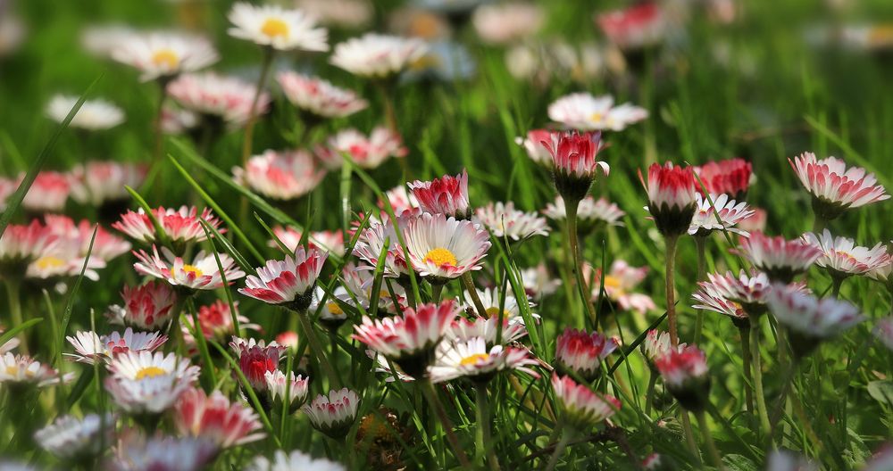 Gänseblümchen, Gänseblümchen