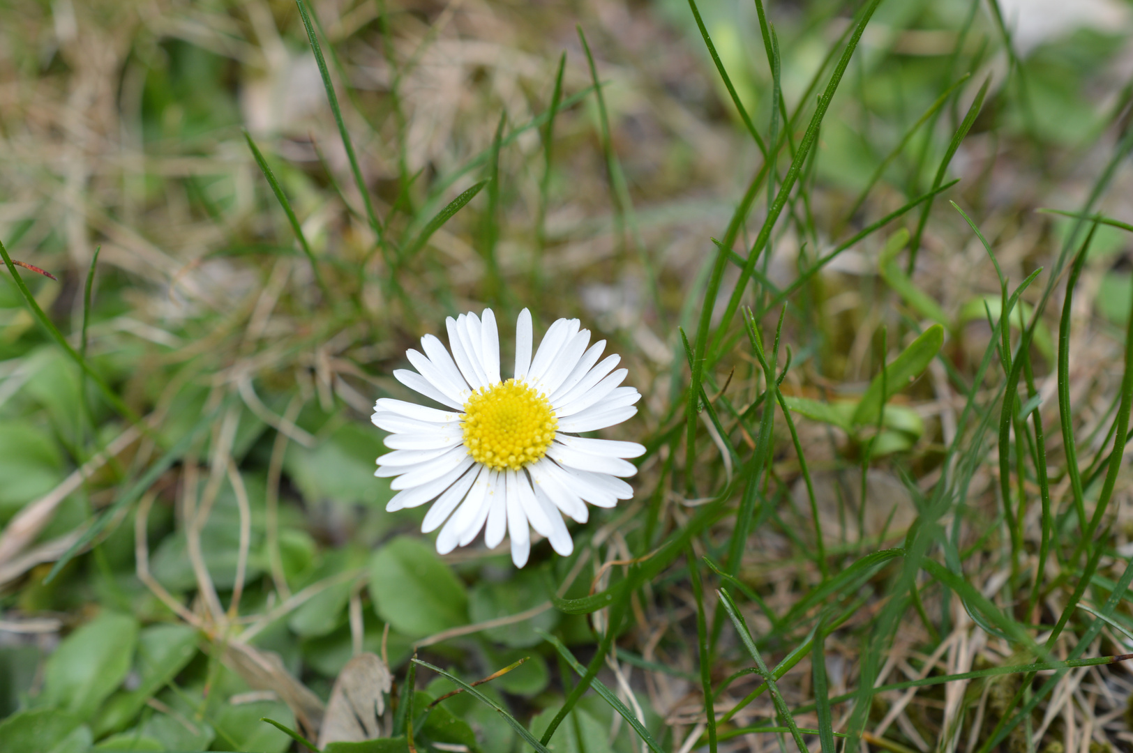 gänseblümchen ganz allein