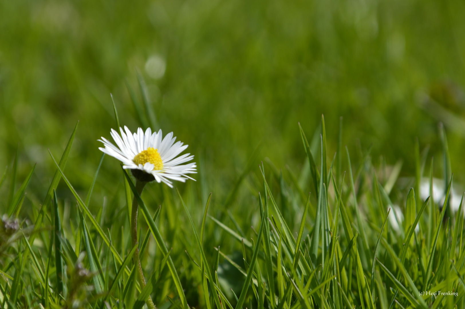 Gänseblümchen ganz allein