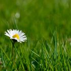 Gänseblümchen ganz allein