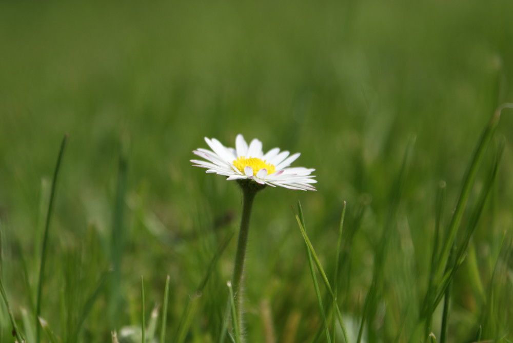 Gänseblümchen ganz alleine