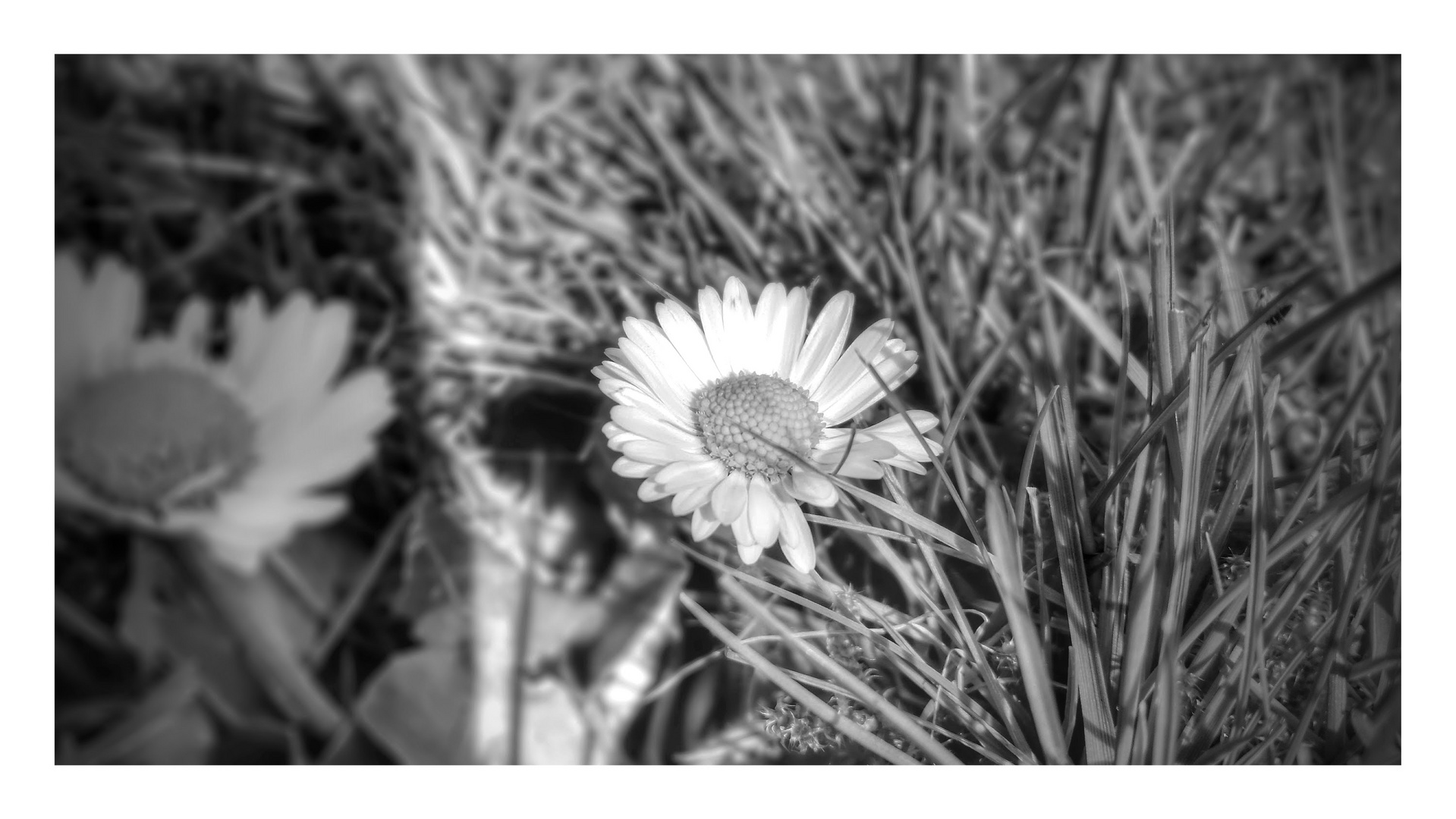 Gänseblümchen ganz dezent