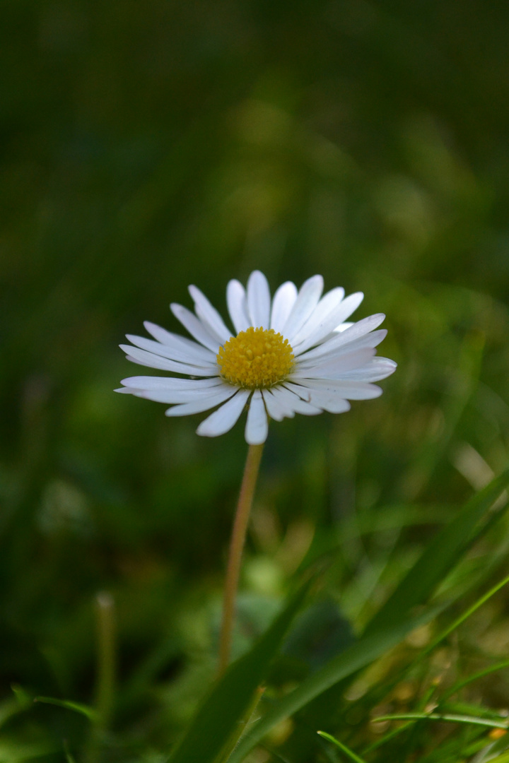 Gänseblümchen ganz groß:)