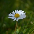 Gänseblümchen ganz groß:)