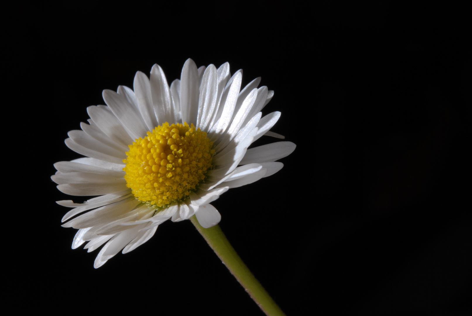 Gänseblümchen ganz groß