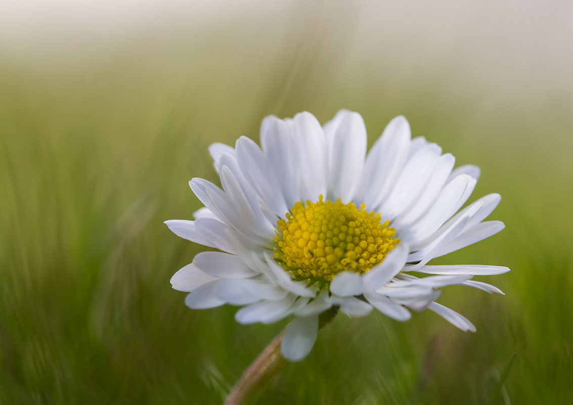 Gänseblümchen ganz groß