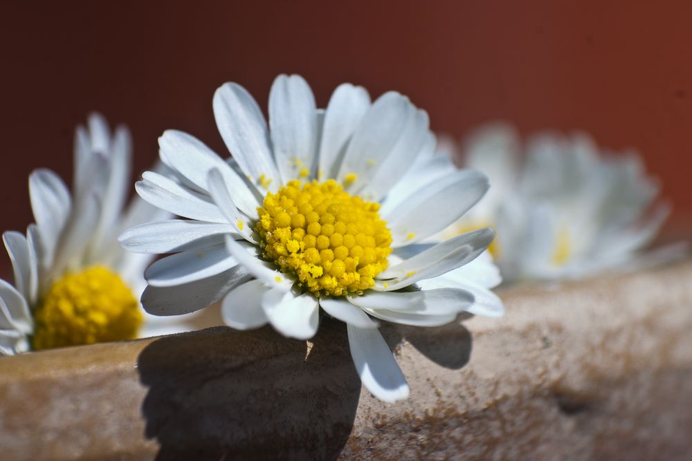 Gänseblümchen ganz nah von Frank Vogelloessnitz 