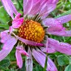 Gänseblümchen ganz rot 