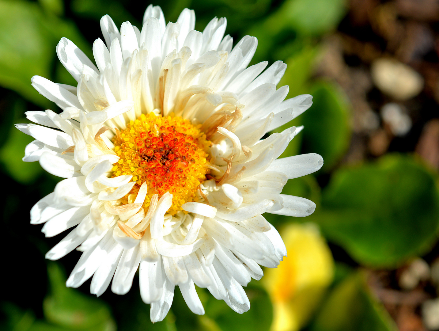 Gänseblümchen gefüllt (2)