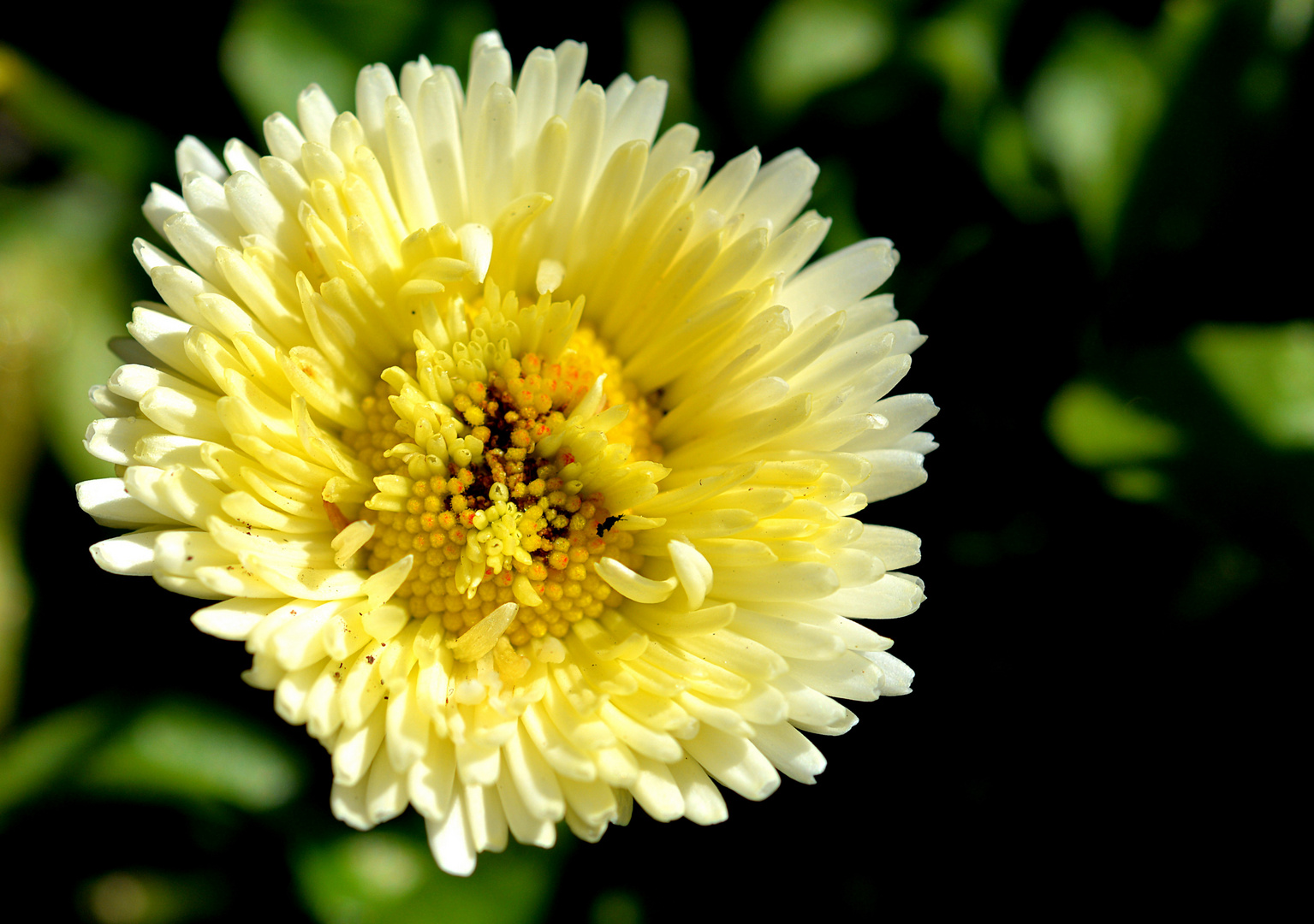 Gänseblümchen gefüllt - Bellis