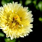 Gänseblümchen gefüllt - Bellis