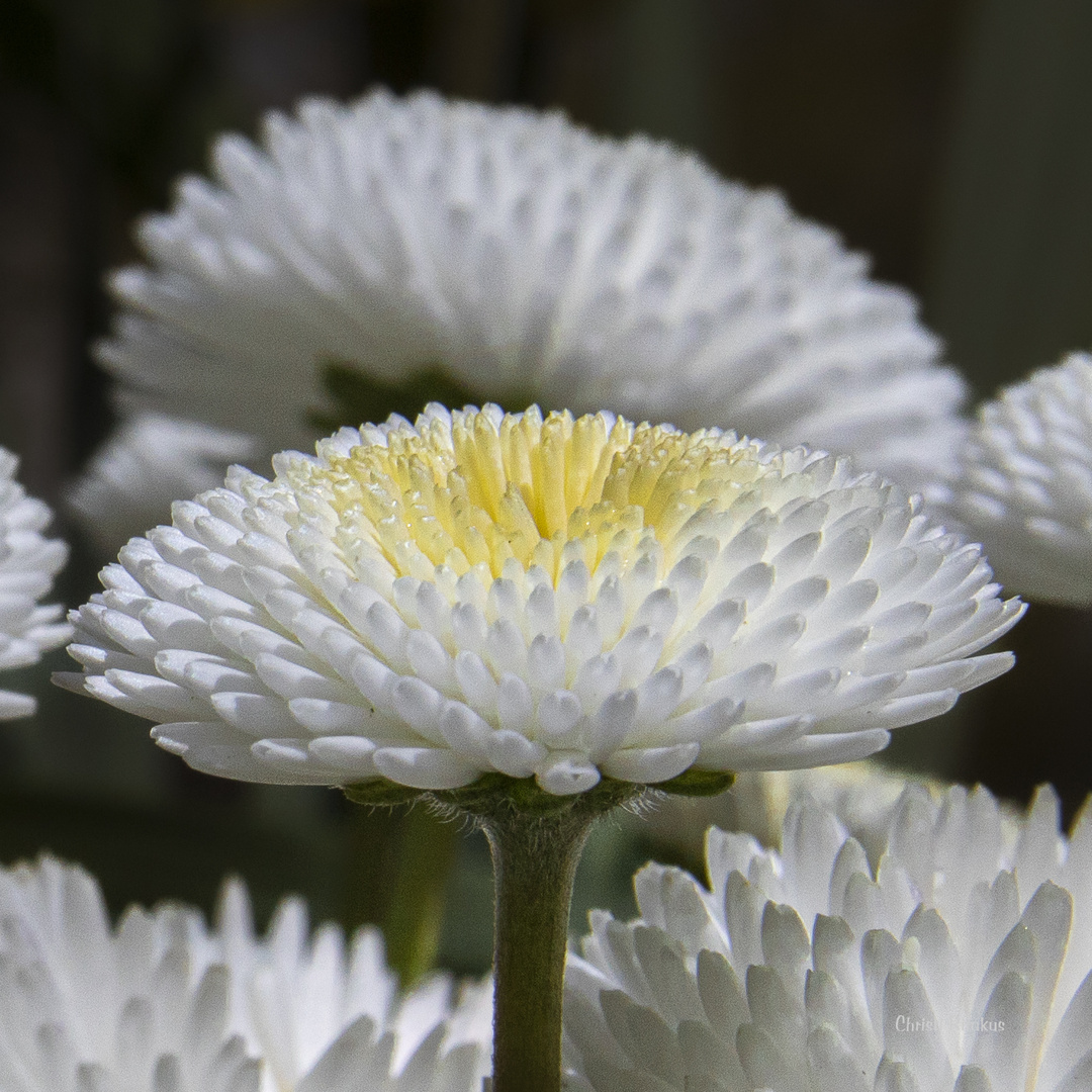 Gänseblümchen gefüllt